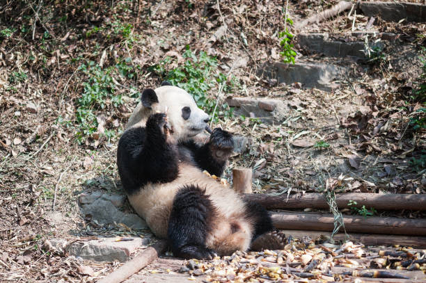 istock Giant panda sitting down and eating bamboo 942247816