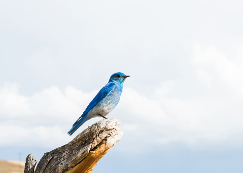 Mountain bluebird (Sialia currucoides) seen in the Sierra Nevada, USA