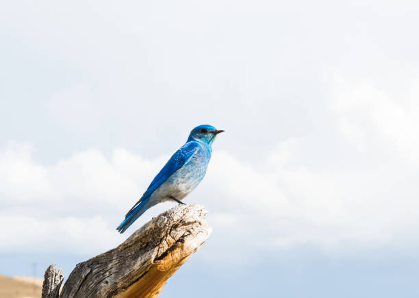 горная голубая птица - mountain bluebird bird bluebird blue стоковые фото и изображения