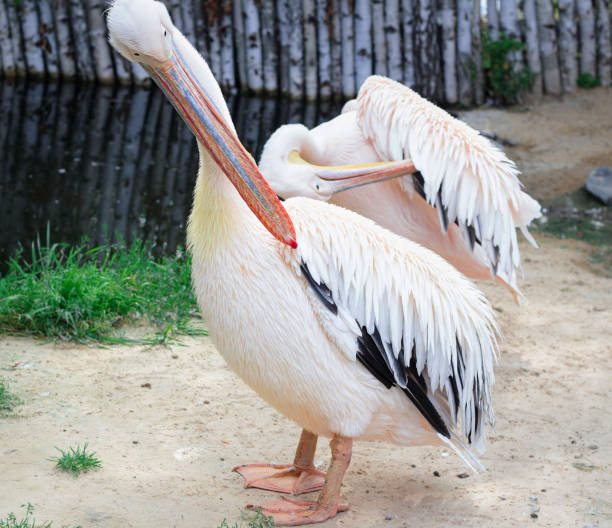istock White pelican cleans up feathers with big yellow peak neb 942261108