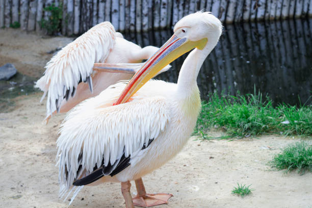 istock White pelican cleans up feather with big yellow peak neb 942261118