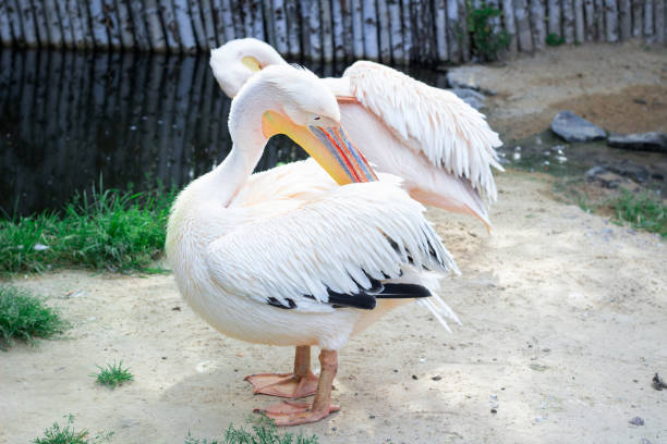 istock White pelican cleans up wings with big yellow peak neb 942261120