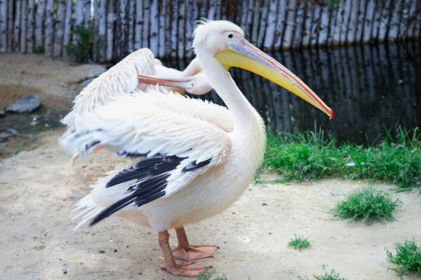 istock White pelican with yellow peak neb cleans up feather wing 942261140