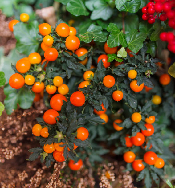 istock Small cherry-tomatoes in real life growing on decorative plant. 942262464
