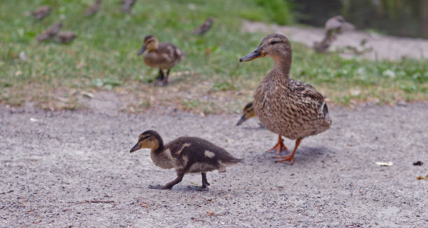 istock Geese family Sweden 942265208