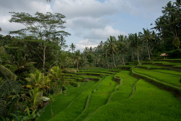istock Rice field terraces in Bali 942271890