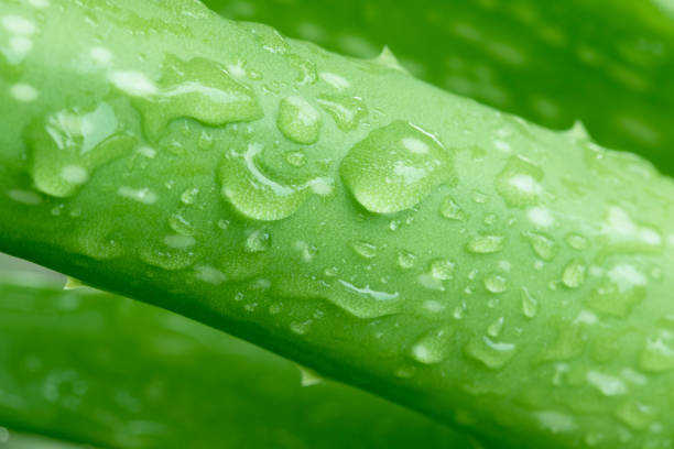 Close up of aloe vera part in wet look freshness, Tropical plant with a spine, Green freshness backgrounds.