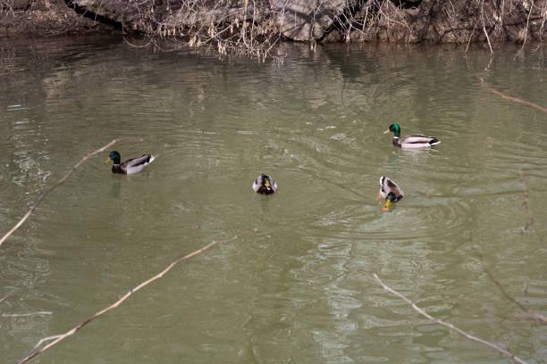 Beautiful ducks on lake stock photo