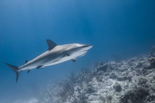 istock carcharhinus amblyrhynchos grey reef shark 942293576