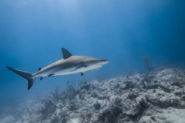 istock carcharhinus amblyrhynchos grey reef shark 942293586