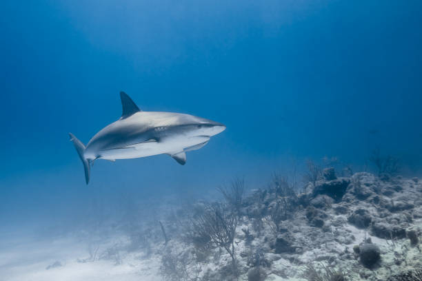 istock carcharhinus amblyrhynchos grey reef shark 942293596