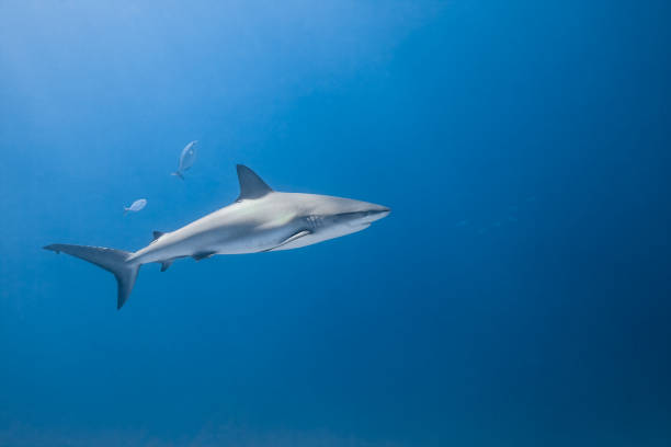 istock carcharhinus amblyrhynchos grey reef shark 942293606