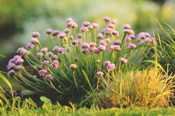 istock Beautiful flowers in the garden 942293734