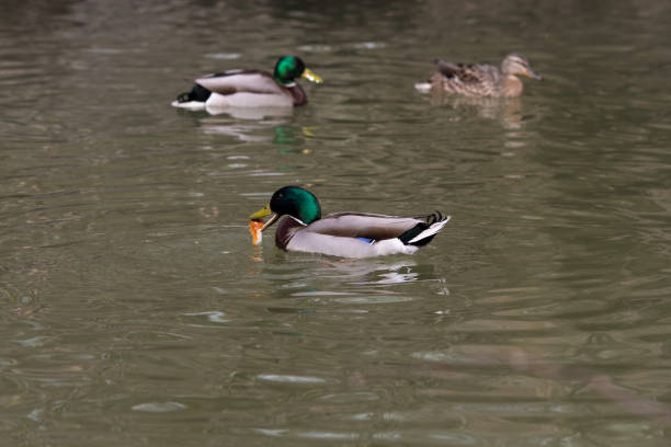 Beautiful ducks on lake stock photo