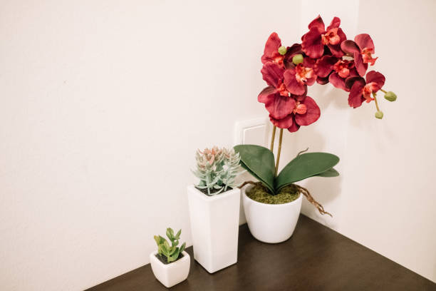 istock Two succulents and orchid on a wooden table 942298298