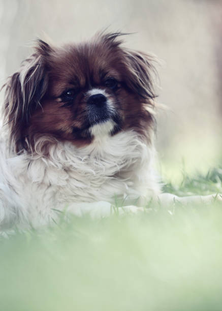 istock Cute red Toy Poodle puppy sitting  on green grass 942300792