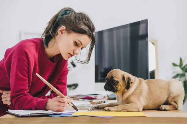 Photo of Cute pug looking at girl working on illustrations on working table with computer