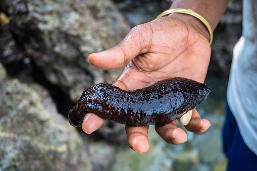 trepang on a man s hand over the sea. black sea cucumber. nasty thing.