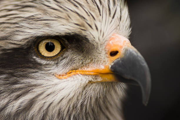 istock eagle bird animal portrait 942305338