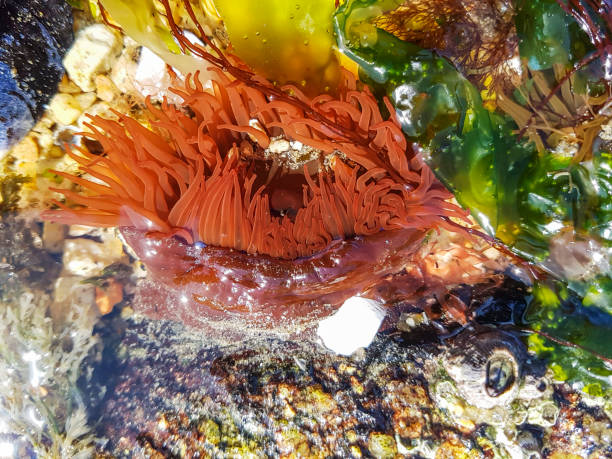 Beadlet anemone or sea tomato, Actinia equina, growing on coastal rocks of Galicia, Spain