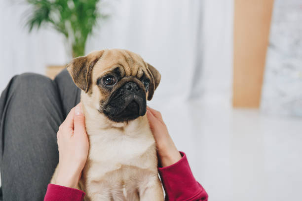 istock Woman playing with cute pug dog 942309004