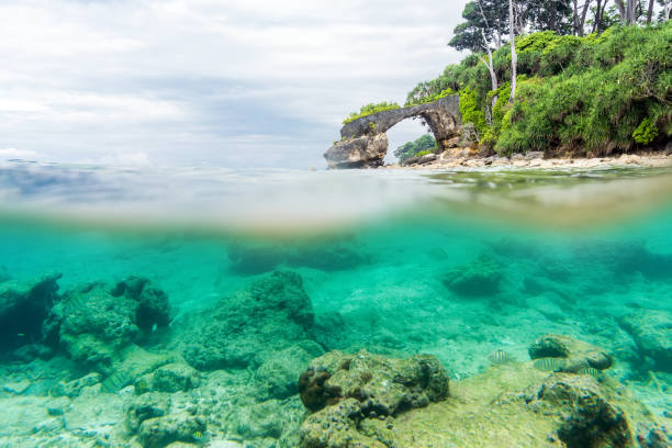 istock Split view over and under sea surface with lush tropical shore above waterline 942309208