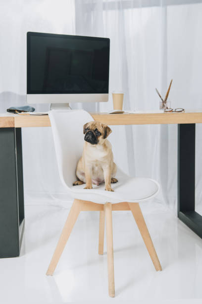istock Cute pug sitting on chair in office 942310658