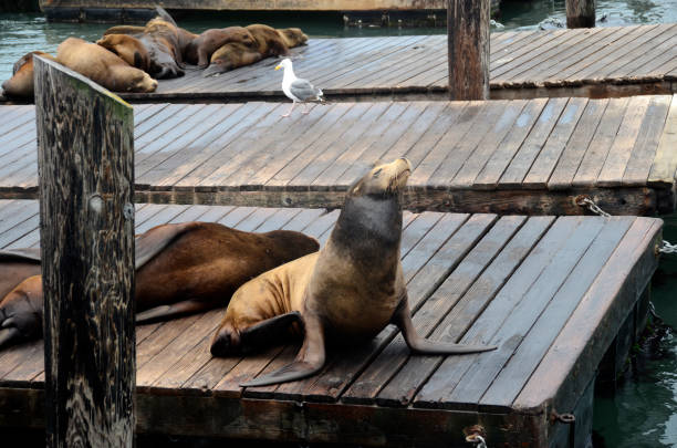 istock Sea lion in san francisco pier 942313840