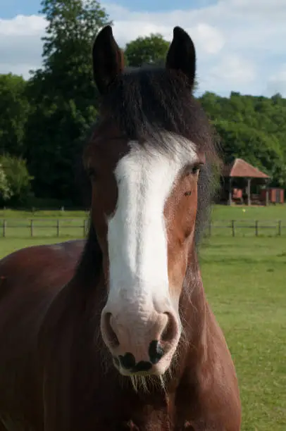A horse stops for a moment to pose for the camera, in West Sussex, England.