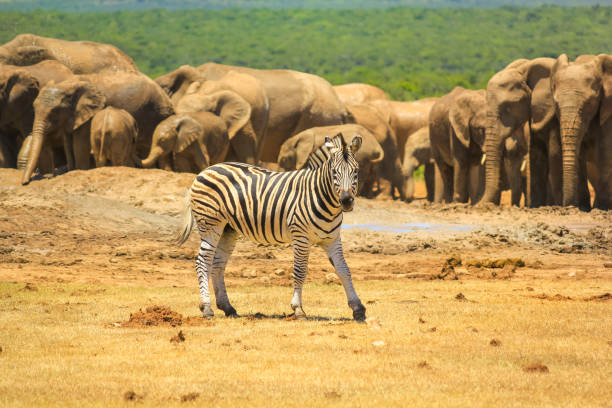 addo np republika południowej afryki - addo south africa southern africa africa zdjęcia i obrazy z banku zdjęć