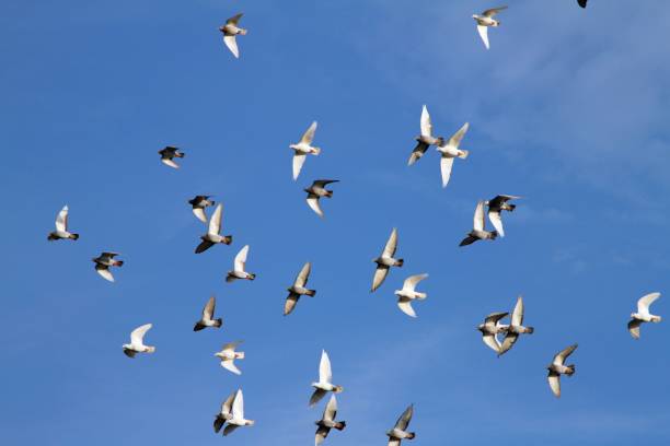 istock Low Angle View Of Birds Flying Against Sky 942317228