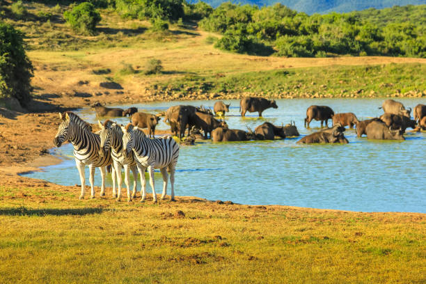 fauna selvatica ad addo np - addo elephant national park foto e immagini stock