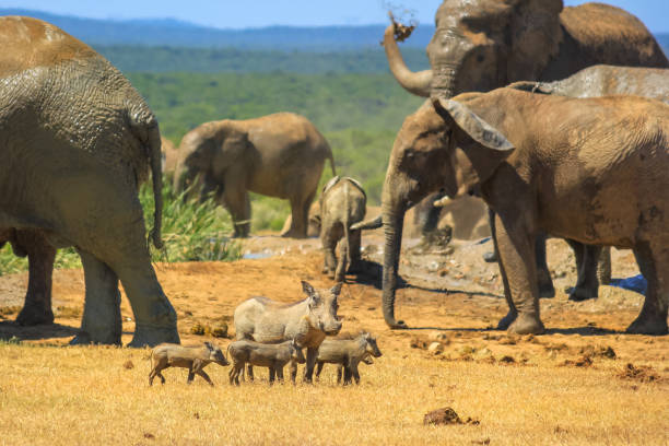 African Warthog family near a group of Elephants spraying with mud at a pool. Addo Elephant National Park, Eastern Cape, South Africa.