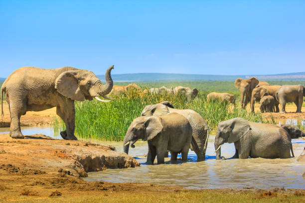 elefanten in einer umfrage - addo south africa southern africa africa stock-fotos und bilder