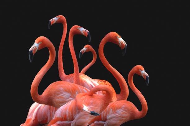 flamingoes against black background - group of animals animal bird flamingo imagens e fotografias de stock