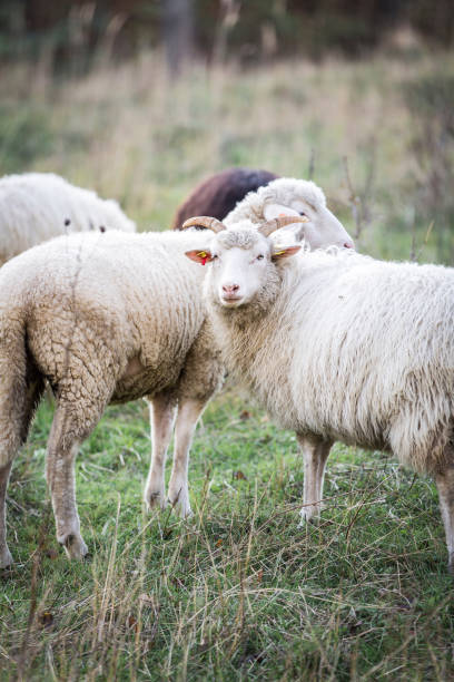 istock Flock Of Sheep On Field 942317802