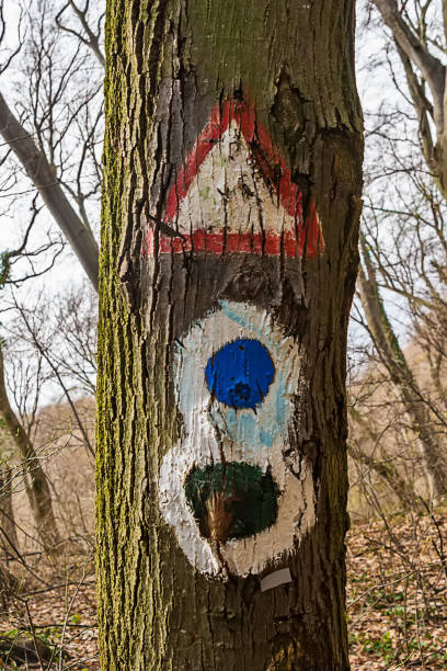 istock Hiking marking on a tree in the woods 942318430