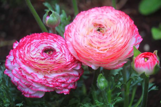 istock anemones flowers in the garden 942320666
