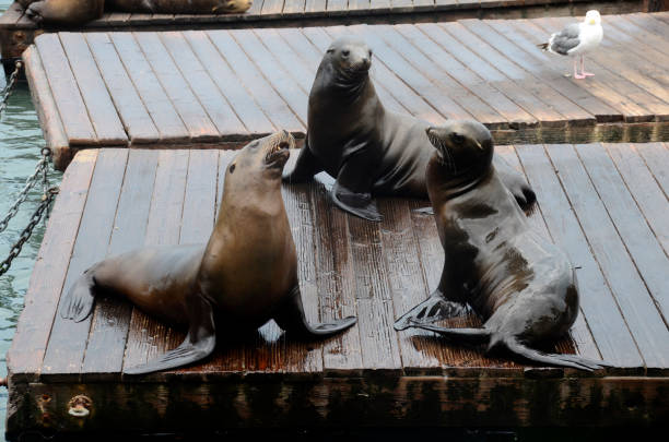 istock Sea lion in san francisco pier 942320758