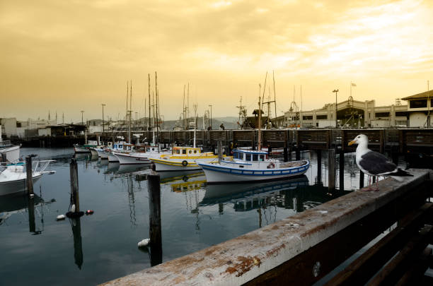 San Francisco Pier boats and seagull, USA
