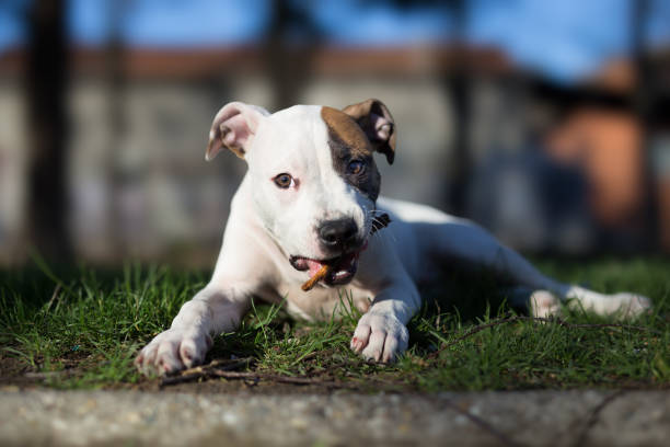 American staffordshire terrier puppy chewing stick American staffordshire terrier puppy chewing stick american stafford pitbull dog stock pictures, royalty-free photos & images