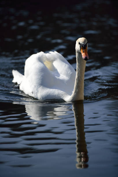 istock Breeding Swan on river Kamp in lower Austria 942326226