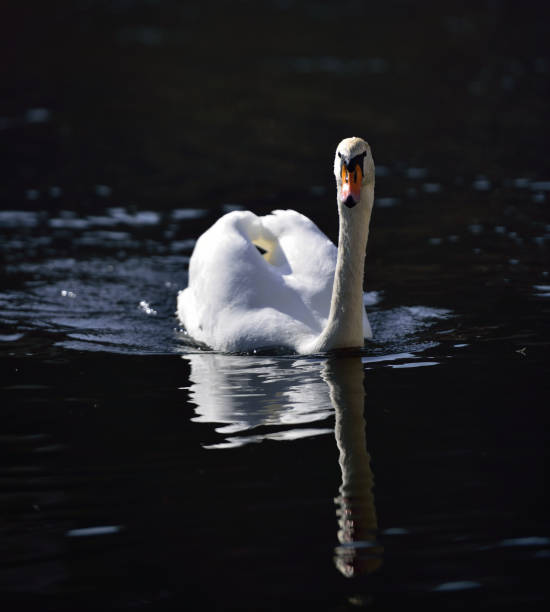 istock Breeding Swan on river Kamp in lower Austria 942326236
