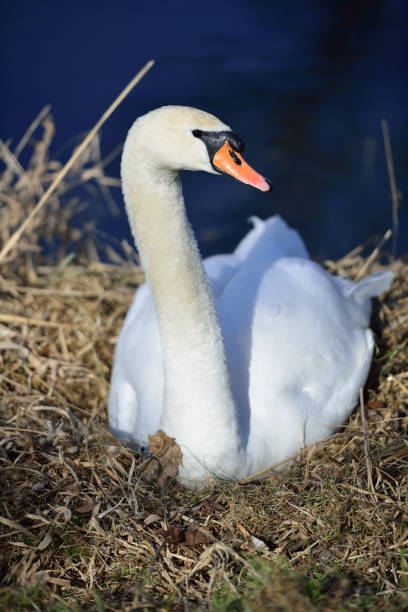 istock Breeding Swan on river Kamp in lower Austria 942326342