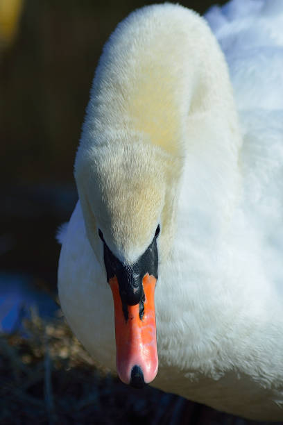 istock Breeding Swan on river Kamp in lower Austria 942326344