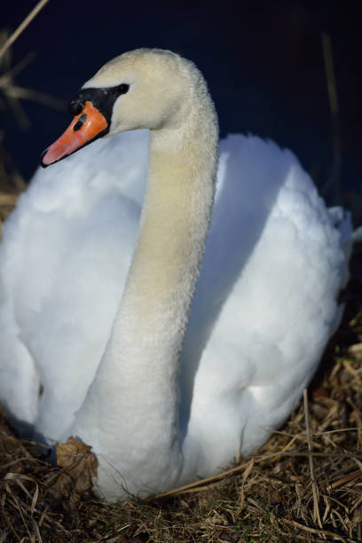 istock Breeding Swan on river Kamp in lower Austria 942326388