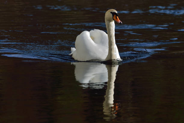 istock Breeding Swan on river Kamp in lower Austria 942326460