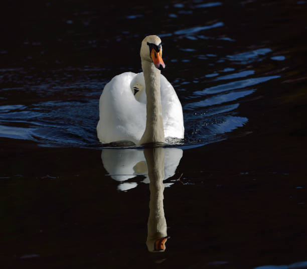 istock Breeding Swan on river Kamp in lower Austria 942326488