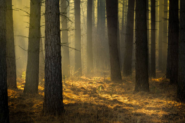istock Pine tree forest near the Kalmthoutse Heide in Belgium 942331086