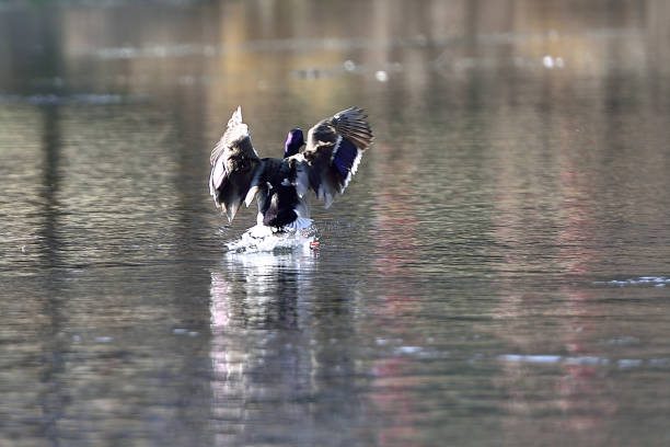 istock Ducks on river KAMP in lower Austria/Europe 942334396